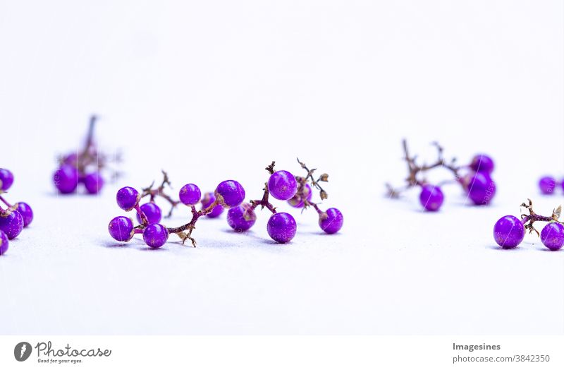 Lila Liebesperlen - Schönfrucht. Callicarpa giraldii. Bodiniers Beautyberry Früchte im Herbst. Studioaufnahme lila Steinfrüchte Steinfruch Glänzend Farbspiel