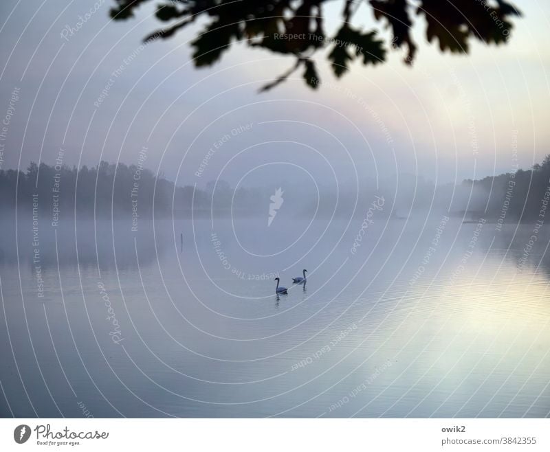 Romanze Idylle Schwan Tierpaar 2 Liebespaar Gelassenheit Schwimmen & Baden Im Wasser treiben draußen verträumt träumen Zusammenhalt Totale Panorama (Aussicht)