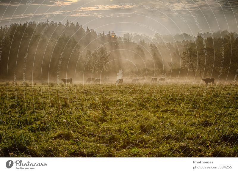 Kühe im Morgennebel Umwelt Natur Landschaft Tier Schönes Wetter Nebel Baum Gras Wiese Feld Deutschland Menschenleer Nutztier Kuh Herde Fressen Gesundheit braun