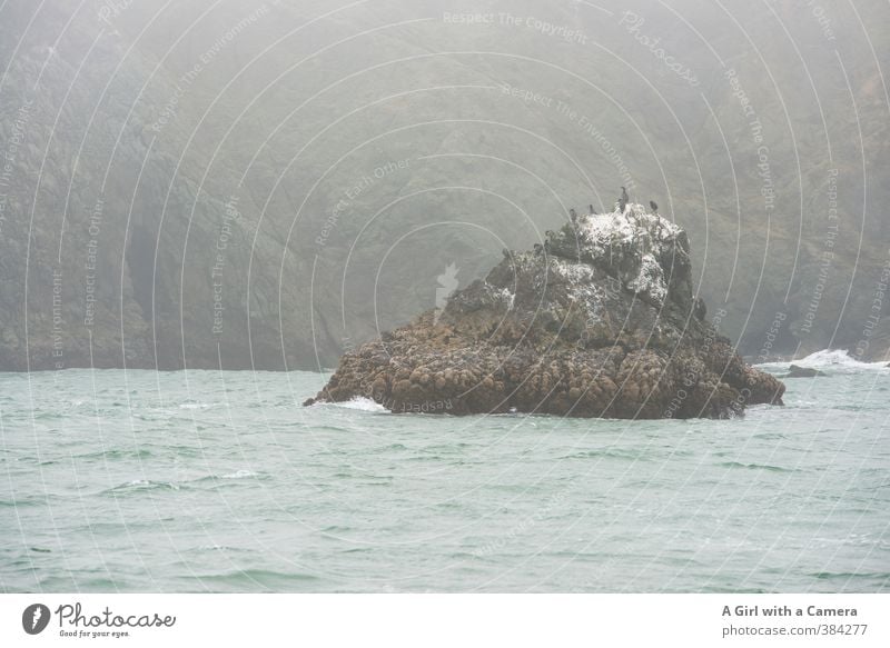 life in the bay Umwelt Natur Landschaft Tier Klima Klimawandel Wetter schlechtes Wetter Nebel Felsen Küste Bucht Meer San Francisco Bay Zusammensein gigantisch