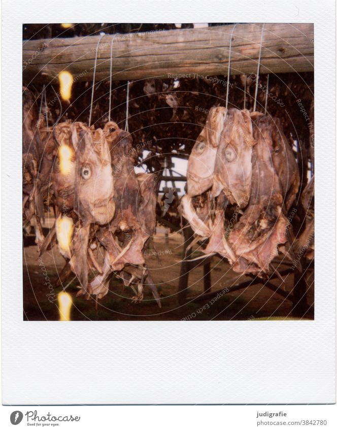 Trockenfisch, Fischköpfe an Trockengestell auf Polaroid Fischfang Fischtrockengestell Island Fischereiwirtschaft Außenaufnahme Ernährung Lebensmittel