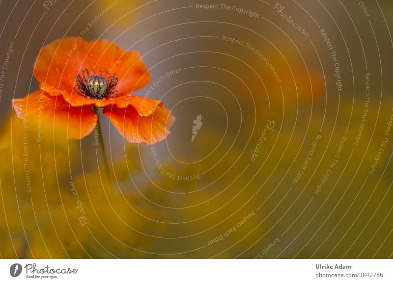 Makro einer zarten roten Mohnblüte mit weichem Hintergrund papaver Mohnblume Schwache Tiefenschärfe Textfreiraum unten Menschenleer Makroaufnahme Detailaufnahme