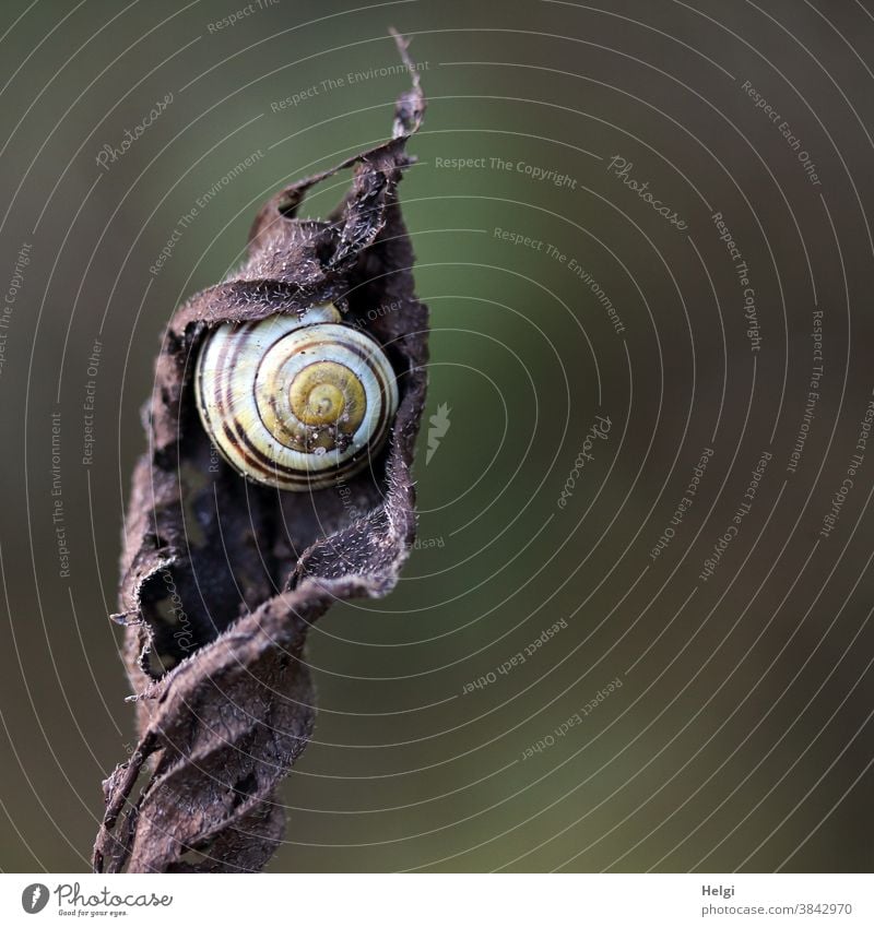 Schnecke im Schneckenhaus hat es sich in einem verwelkten Blatt gemütlich gemacht Tier Kriechtier Bänderschnecke Herbst trocken Natur Farbfoto Außenaufnahme 1