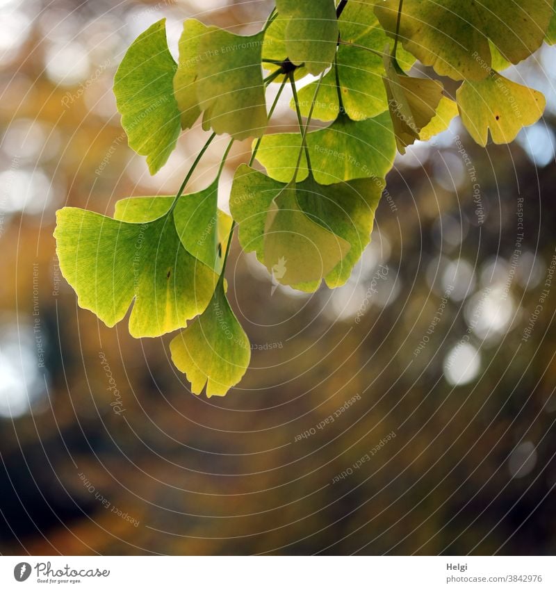 Ginkgo - Herbstfärbung der Blätter an einem Ginkgozweig mit Bokeh Ginkgoblatt Zweig Ginkgo biloba Fächerblatt Heilmittel Medizin TCM