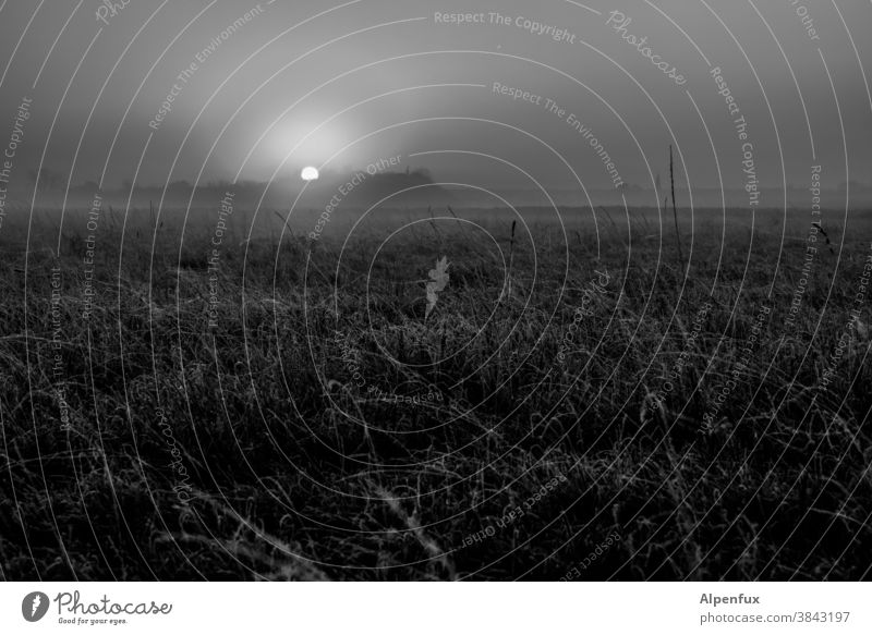 kaltes Land Sonnenaufgang Nebel Nebelstimmung Natur Außenaufnahme Herbst Umwelt Landschaft Morgen Sonnenlicht kalte jahreszeit Einsamkeit Licht Stimmung