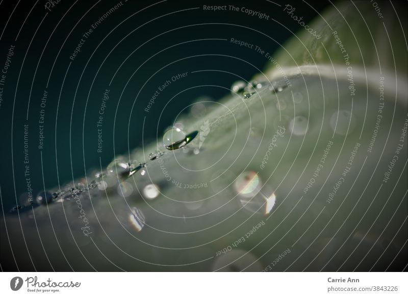 Wassertropfen auf dem Blatt grün nass Tropfen Wasserperlen Pflanze Makroaufnahme Nahaufnahme Natur feucht Außenaufnahme Tau Farbfoto Reflexion & Spiegelung