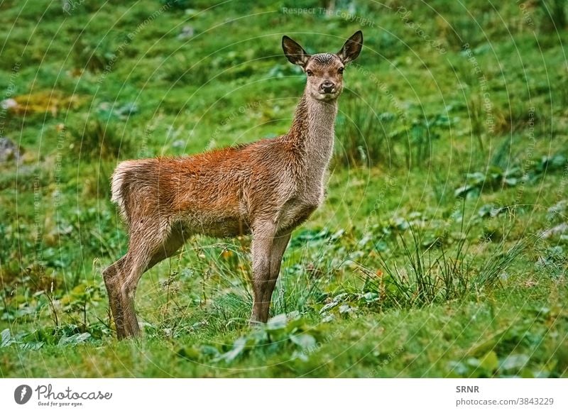 Hirsch auf dem Abhang eines Hügels Tier Artiodaktylus Achse Achse Achsenhirsch Zervidae cheetal chital mit Knackpunkt hohlfüßig mit gespaltenen Hufen Hirsche