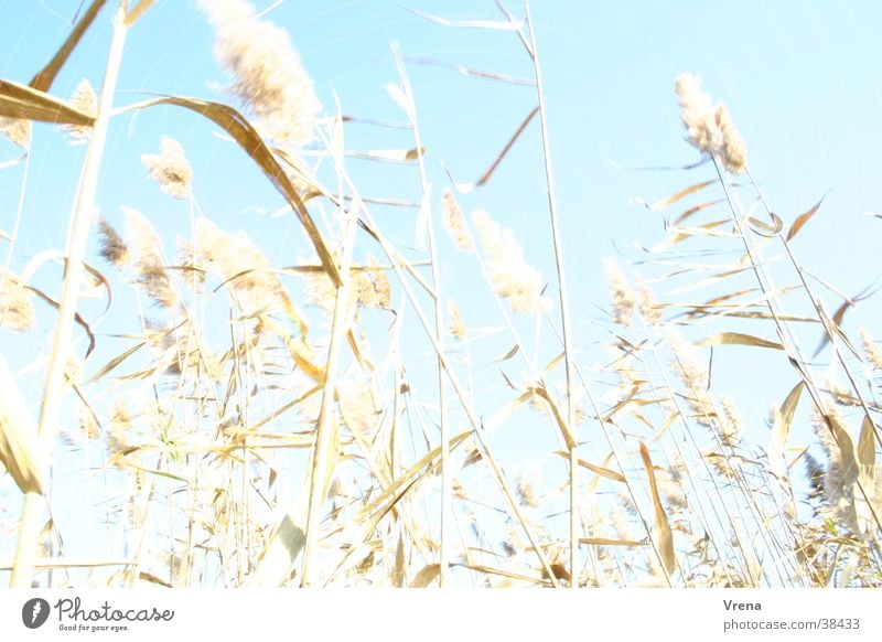 Schilfgras Schilfrohr Überbelichtung Gras hell Wind