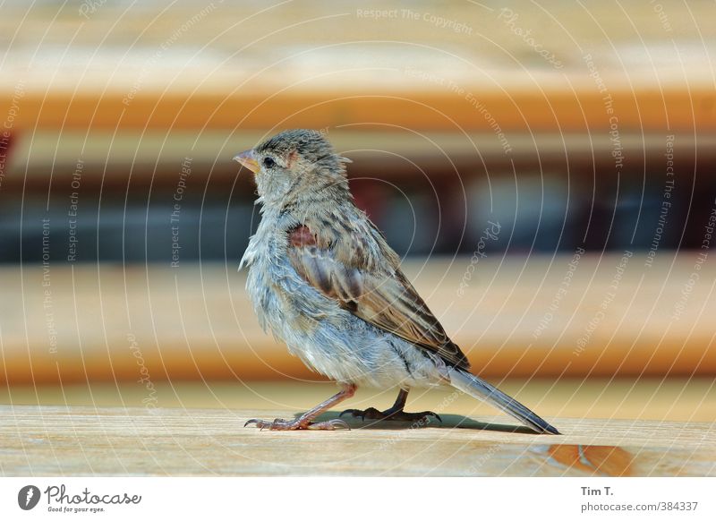 Berliner Spatz Umwelt Deutschland Stadtzentrum Prater Berlin Tier Vogel 1 Schutz Toleranz Sperber Biergarten Farbfoto Außenaufnahme Menschenleer Tag