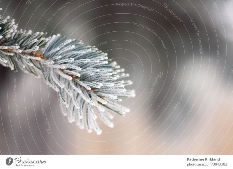 Gefrostete Blautannennadeln aus Fichte Frost Schnee Eis kalt Winter Kiefer Tanne Immergrün weiß blau Saison saisonbedingt Weihnachten Feiertag Nadel Baum Wald