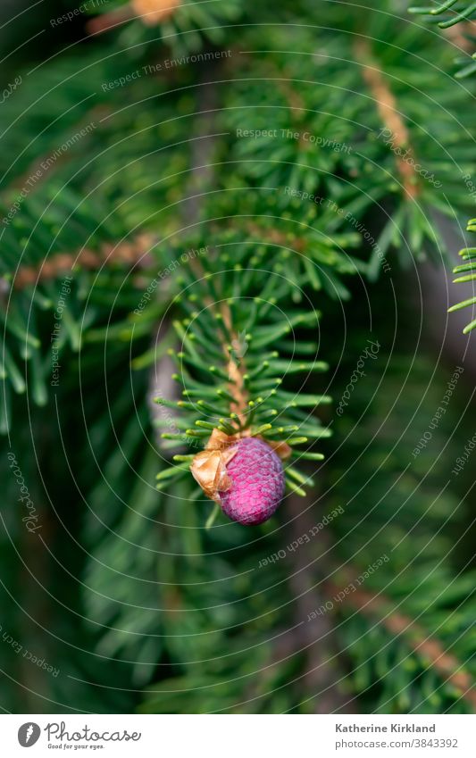 Rosa Kiefernzapfen rosa kalt Winter Fichte Tanne Immergrün rot Saison saisonbedingt Weihnachten Feiertag Nadel Baum Wald Wälder Waldgebiet Schneeflocke Pflanze