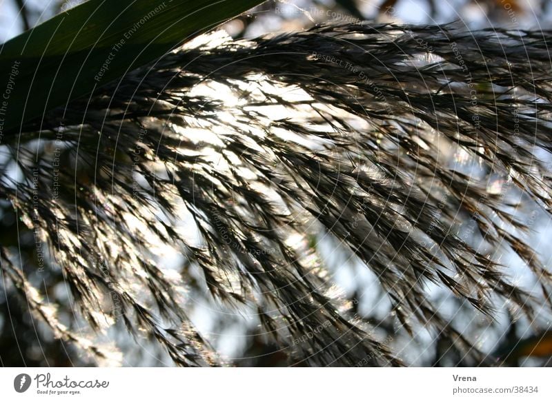 Schilfhaar Schilfrohr Gegenlicht Licht Schilfgras Haare & Frisuren Schatten