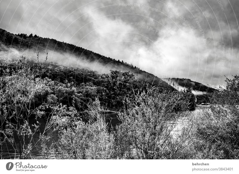 wenn nebel auftaucht. geheimnisse verborgen. mit sich ruhe bringt. geheimnisvoll mystisch melancholisch melancholie düster Bäume Nebel beeindruckend