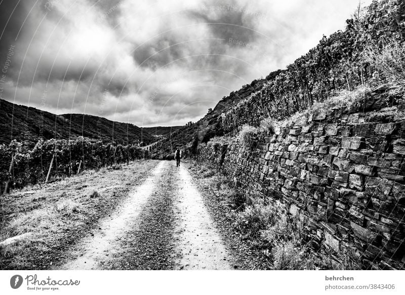 wenn der weg das ziel ist Wege & Pfade beeindruckend ausblick Aussicht dunkel wandern Wald Ferien & Urlaub & Reisen Schwarzweißfoto dramatisch Natur