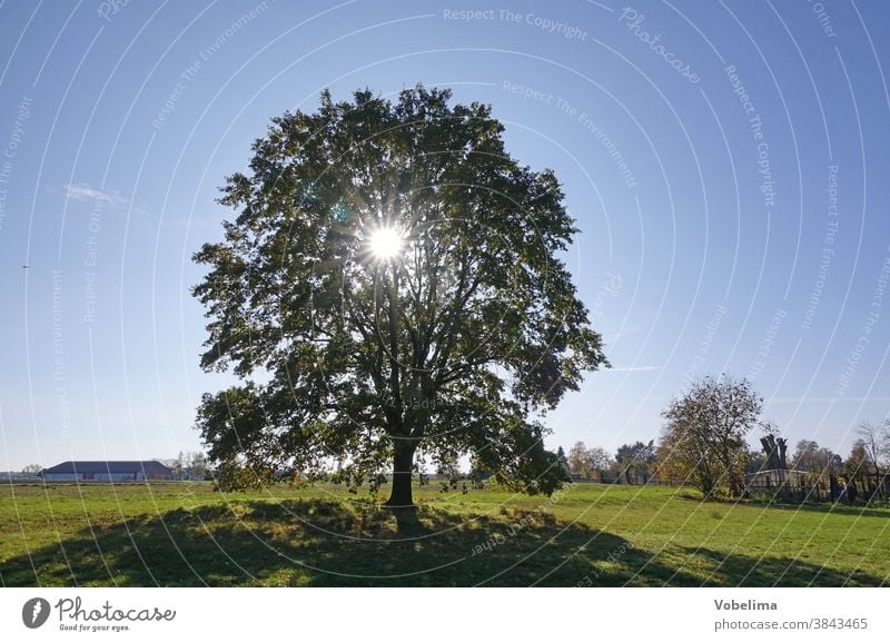 Eiche im Gegenlicht eiche baum sonne gegenlicht wiese roedermark ober-roden hessen deutschland himmel strahlend sonnenstrahl sonnenstrahlen hell oktober braun