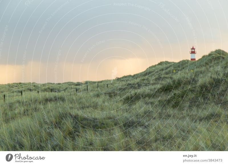 Herbstwetter auf Sylt - Dünengras mit Leuchtturm im Hintergrund vor Regen, der sichtlich aus einer Regenwolke fällt Gras Hügel Zaun Wolke schlechtes Wetter grün