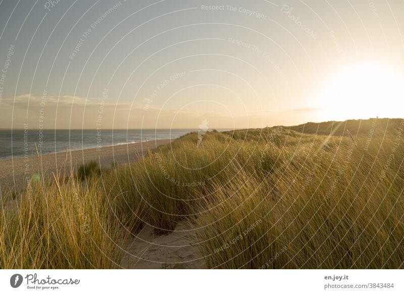 Morgens in den Dünen am menschenleeren Strand Meer Sonne Sylt Ellenbogen Sonnenaufgang Sonnenschein Gegenlicht Gras Ferien & Urlaub & Reisen Himmel Landschaft