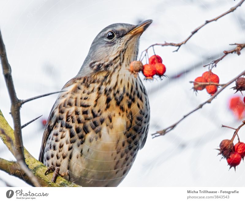 Drossel im Beerenstrauch Wacholderdrossel Turdus pilaris Vogel Tiergesicht Auge Schnabel Gefieder Federn Kopf Flügel Wildtier Natur Baum Zweige u. Äste