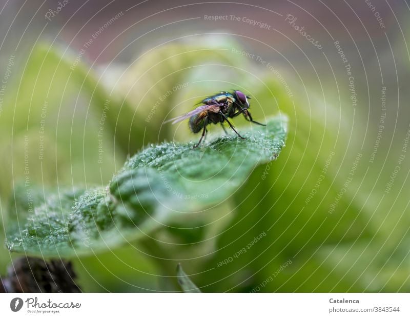 Makro einer sich putzenden Schmeißfliege auf einem Kartoffelblatt Natur Fauna Flora Tier Insekt Fliege Sitzen Pflanze Nutzpflanze Kartoffelpflanze Blatt Tag