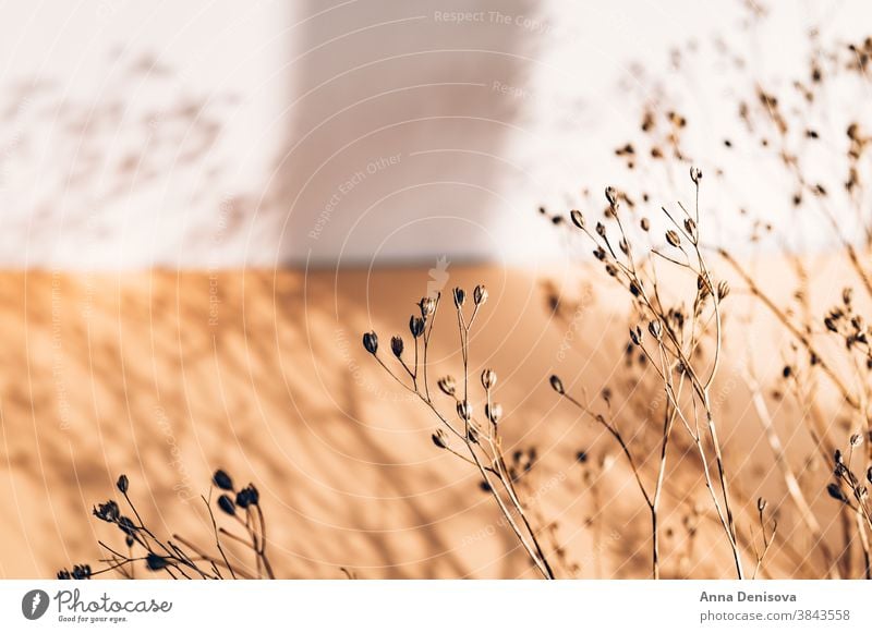 Dekor aus trockenen Blumen oder Zweigen Trockenblumen Requisiten Wohnkultur Vorbau geblümt Ordnung Blumenstrauß Winter Gras Pflanze getrocknet Design natürlich