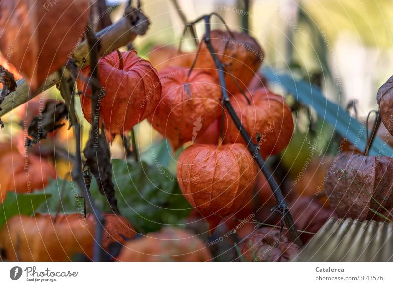 Lampions im November Natur Flora Pflanze Physalis Lampionblume vertrocknen Samen Frucht Garten Herbst Vergänglichkeit Design Orange Grün Braun