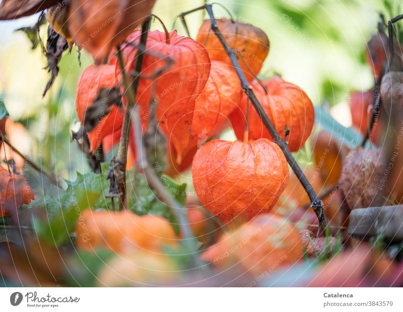 Lampionblume, Physalis alkekengi Flora Natur Pflanze Blüte Sommer Tag Tageslicht Blasenkrschen Nachtschattengewächse Blütenkelch Stängel Garten Orange Grün