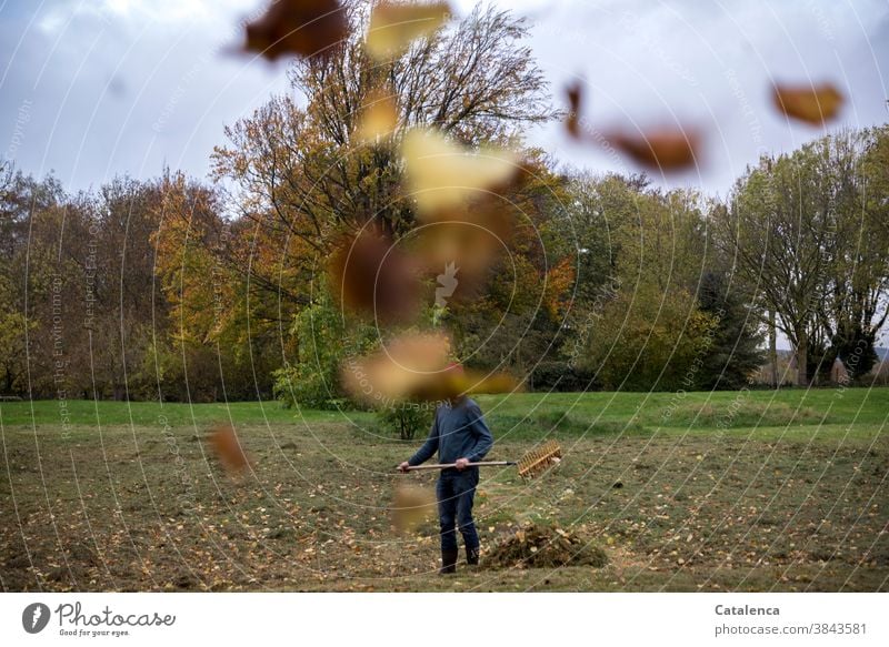 Gartenarbeit im Herbst wenn die Blätter fliegen Mann laub Wiese Gras Natur Flora Pflanzen Vegetation Wandel& Veränderung Bäume Laubbäume Laub rechen Himmel Grün