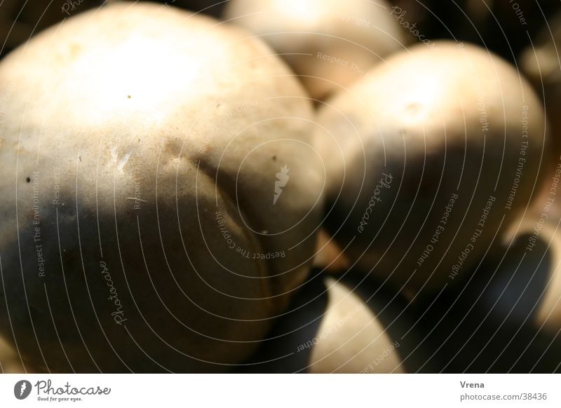 Pilzkopf beige Licht Pilzhut Champignons Makroaufnahme Schatten