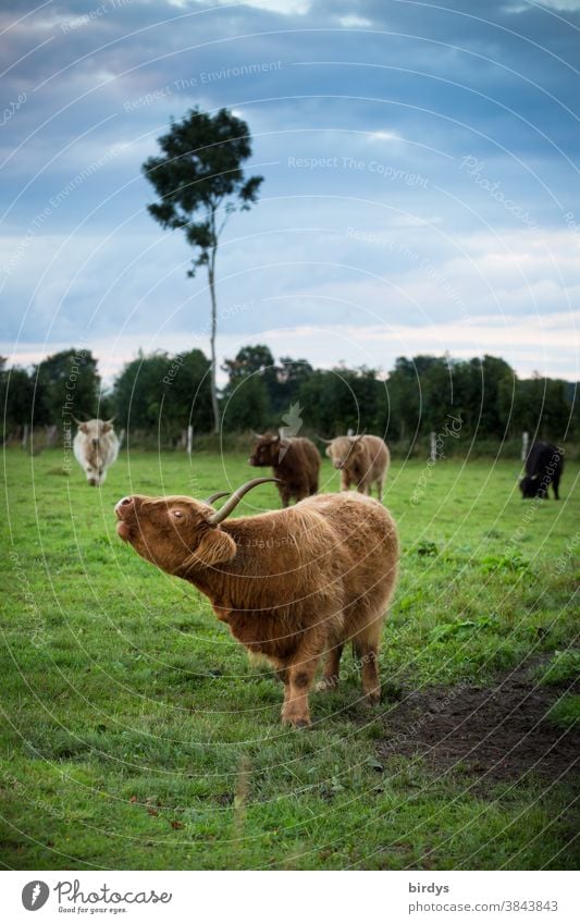 Eine Herde von Highland - Rindern auf einer Weide. extensive Rinderhaltung, Weidehaltung, Freiland Kühe Highlandrinder Biofleisch extensive Landwirtschaft