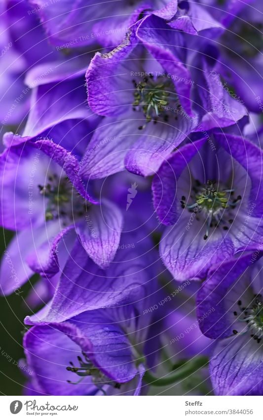 gefährliche Schönheit vom Herbst-Eisenhut Arendsii Aconitum arendsii Stuhrmhut Akonit giftig giftige Blume giftige Pflanze giftige Schönheit Herbstblume Oktober