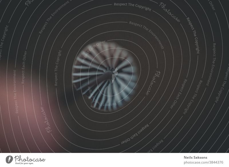Foto von Mykena-Polygramma-Dach - Nagelhaubenpilz von unten Herbst schön Motorhaube allgemein Abend fallen Pilz gerillt Lebensraum Makro Natur Nacht Pflanze