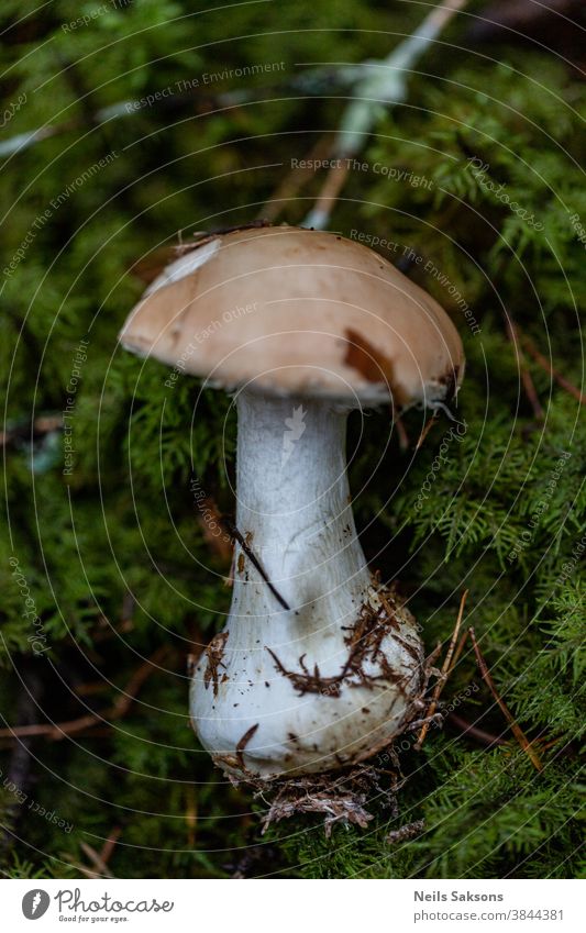 wahrscheinlich giftiger Pilz Cortinarius sp., der in grünem, flaumigen Waldmoos schläft Herbst Hintergrund braun Nahaufnahme Gegenteil fallen sommersprossig