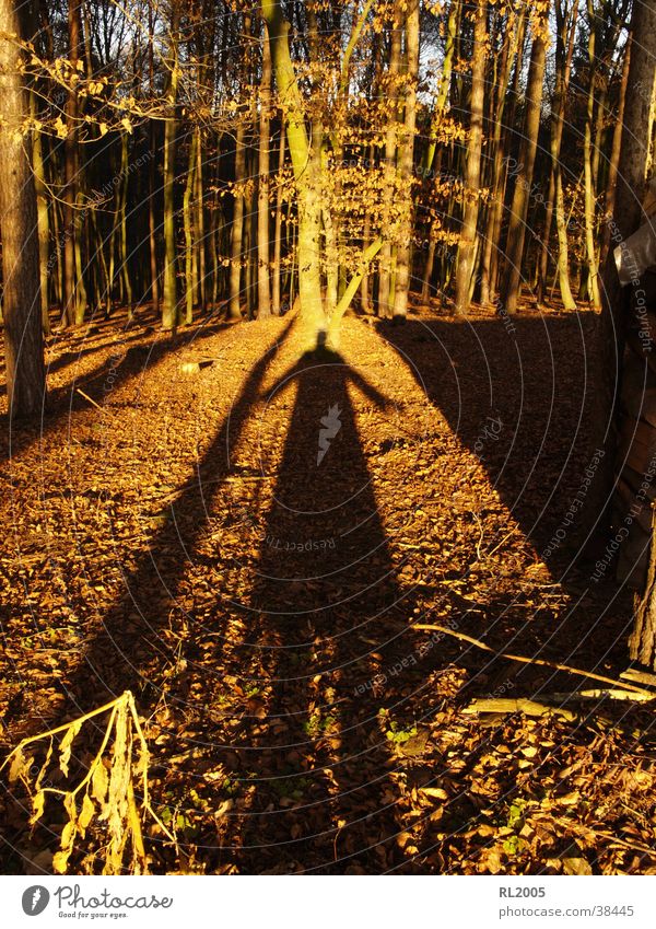 Schattenmann_1 Wald Baum Lichtspiel Schattenspiel Waldlichtung