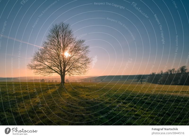 Sonnenuntergang im Frühling mit einer durchscheinenden Sonne durch einen einzelnen Baum Harz Natur Frühlingsgefühle Sonnenstrahlen Naturschutzgebiet