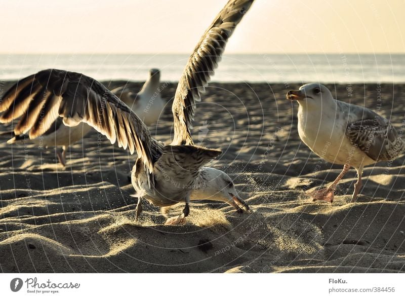 MEINS! Umwelt Natur Tier Sand Wasser Sonnenaufgang Sonnenuntergang Sonnenlicht Sommer Schönes Wetter Küste Strand Wildtier Vogel Tiergruppe Fressen füttern