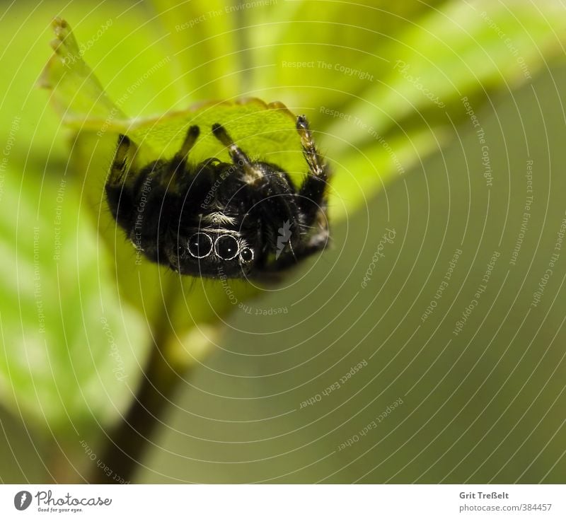 Schwarze Springspinne Tier Nutztier Wildtier Spinne Tiergesicht 1 klein listig natürlich Neugier Geschwindigkeit schwarz Farbfoto Nahaufnahme Makroaufnahme Tag