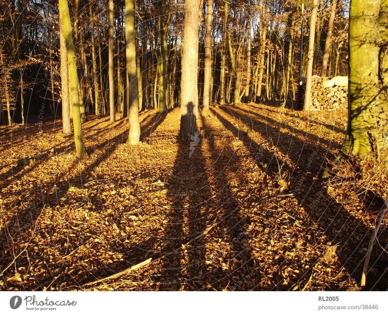 Schattenmann Wald Waldlichtung Schattenspiel Baum Bodenbelag