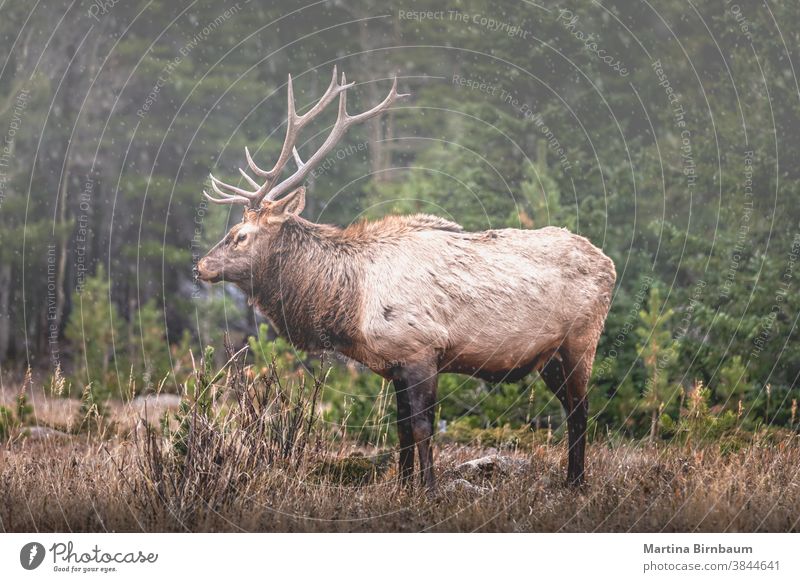 Porträt eines großen Elchbullen (Cervus canadensis) in den Rocky Mountains mit dem ersten Schneefall der Saison Herbst Winter männlich Wapiti-Hirsche jagen