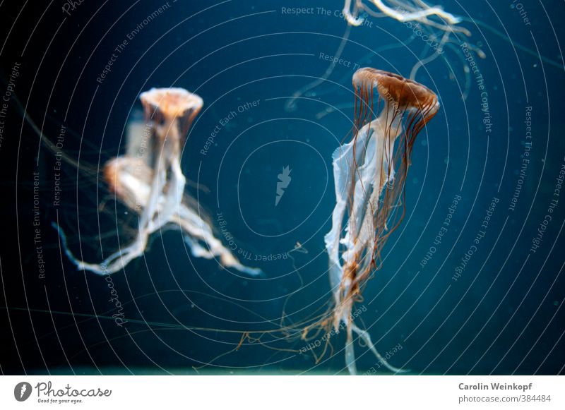 Wassertanz. Schwimmen & Baden ästhetisch elegant Gelassenheit Qualle Aquarium Aquaristik Farbfoto Kunstlicht Unschärfe Schwache Tiefenschärfe