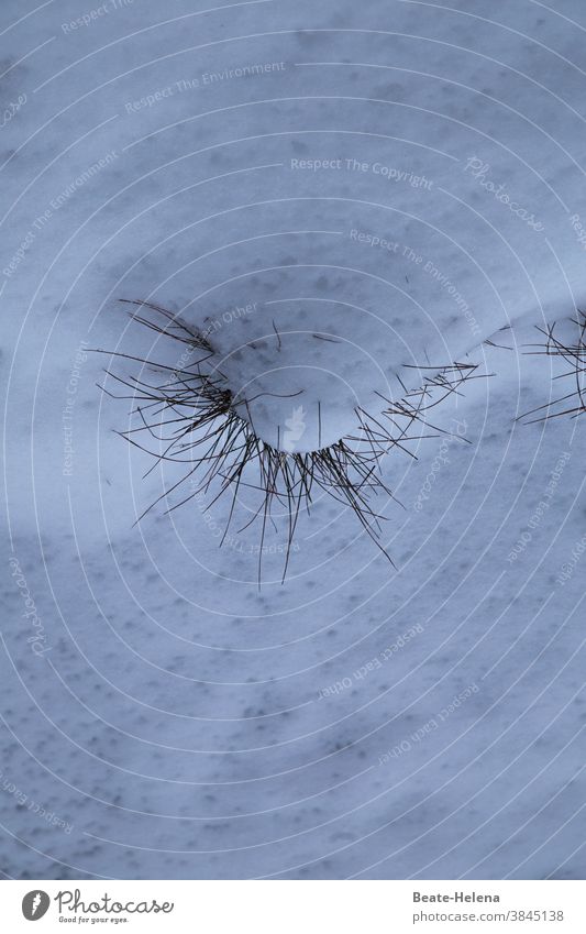 Natur im Winterschlaf Schnee Grasbüschel Pflanze Auge Wimper Schlaf Ruhe Kälte weiß kalt Frost gefroren Menschenleer Wintertag Winterstimmung Außenaufnahme