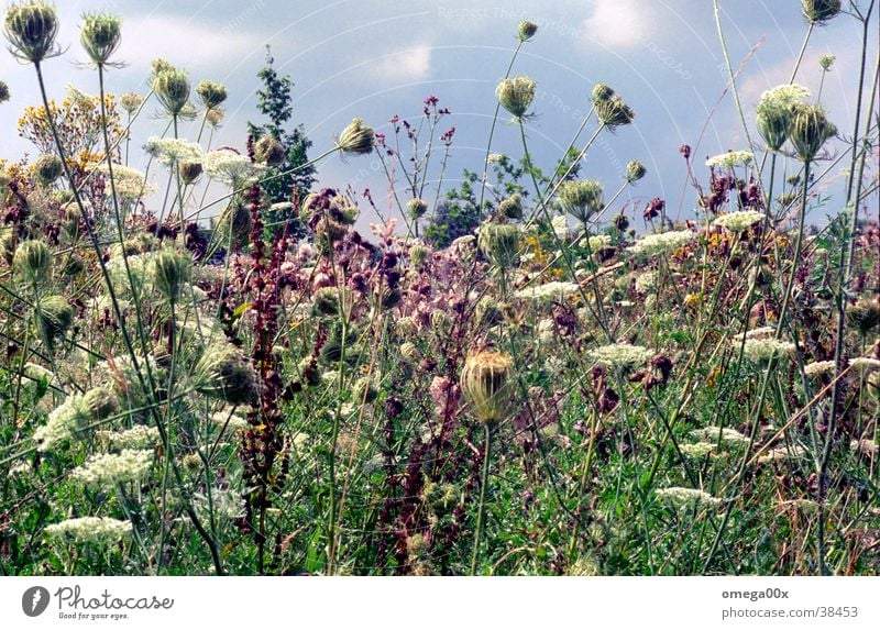 Wildwuchs authentisch Lebensraum Natur Pflanze Farbe Wildtier natürlich