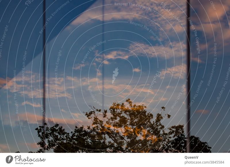 Baum durch Fenster gesehen am Abend mit Himmel und Wolken die sich im Glas reflektieren sommerlich Hoffnung Farbfoto Innenaufnahme Sonnenlicht Architektur