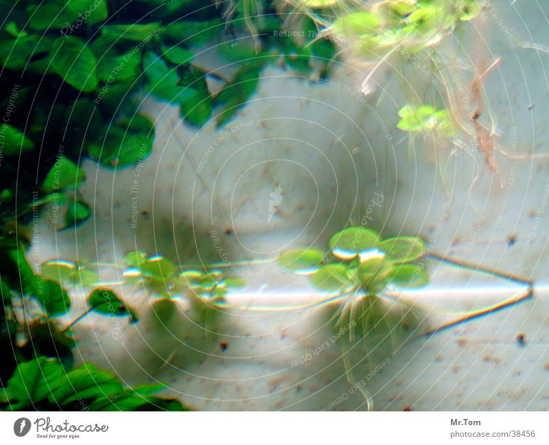 Blätter im Wasser Blatt grün Aquarium Natur Pflanze