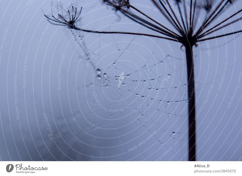 Pflanze mit Samen im Morgennebel und Tautropfen abstrakt Herbst Hintergrund schön Bokeh Ast braun abschließen Nahaufnahme kalt Tag Details Tropfen trocknen