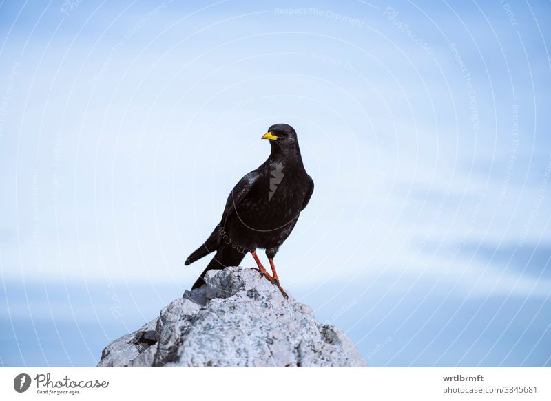 Hochfliegender Vogel auf einem Berggipfel alpin Alpendohle Tier Tiere Hintergrund Schnabel schön Vogelbeobachtung Vögel schwarz Amsel blau chough schließen