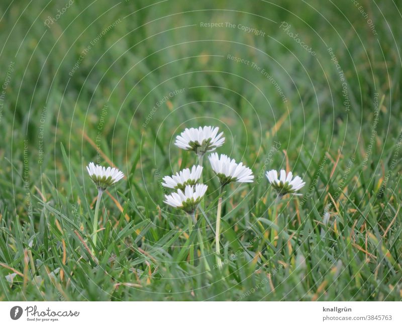 Sechs Gänseblümchen auf der Wiese Natur Bellis perennis Blume Frühling grün weiß Blüte Blühend Pflanze Gras Farbfoto Nahaufnahme Außenaufnahme Makroaufnahme