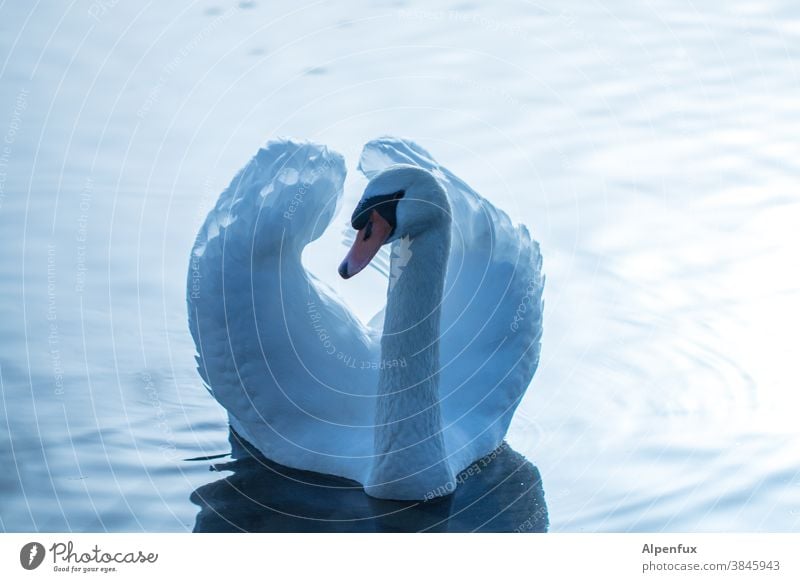 Cygnus olor Schwan Wasser Tier Vogel See weiß Natur Im Wasser treiben elegant Schnabel schön Außenaufnahme Schwimmen & Baden Stolz Hals Wellen Flügel Gegenlicht