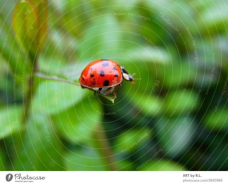 Ich habe dir gleich gesagt dreh um" warte, ich hole eine Leiter... Käfer Marienkäfer Weg Angst grünes Blatt Blätter Natur Insekt pflanze Stufe lösung hilfe