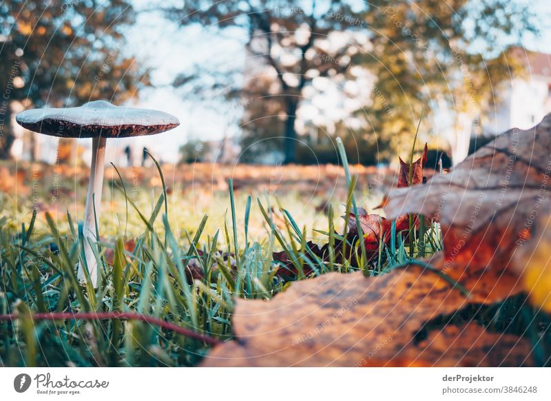 Kleinstsehenswürdigkeit in Berlin: Pilz im Herbst Ausflug Natur Umwelt Sightseeing Pflanze Schönes Wetter Akzeptanz Herbstlaub Herbstfärbung herbstlich