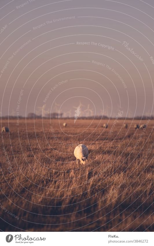 Hinterm Deich in Dithmarschen Schleswig-Holstein Schaf Wiese Windenergie erneuerbare Energie Schafe Gras Abend Außenaufnahme Farbfoto Landschaft Nordsee